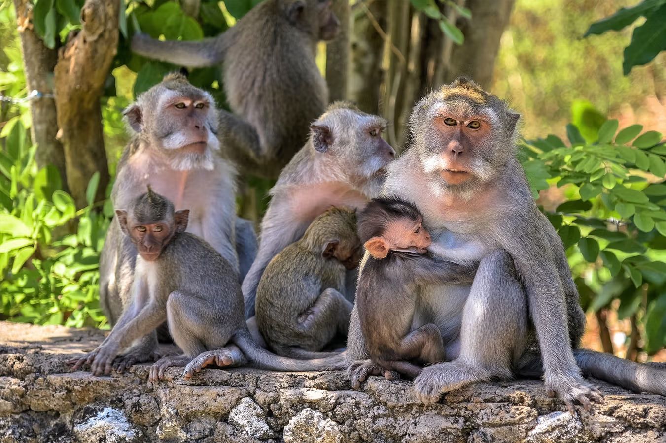 Monos de Uluwatu